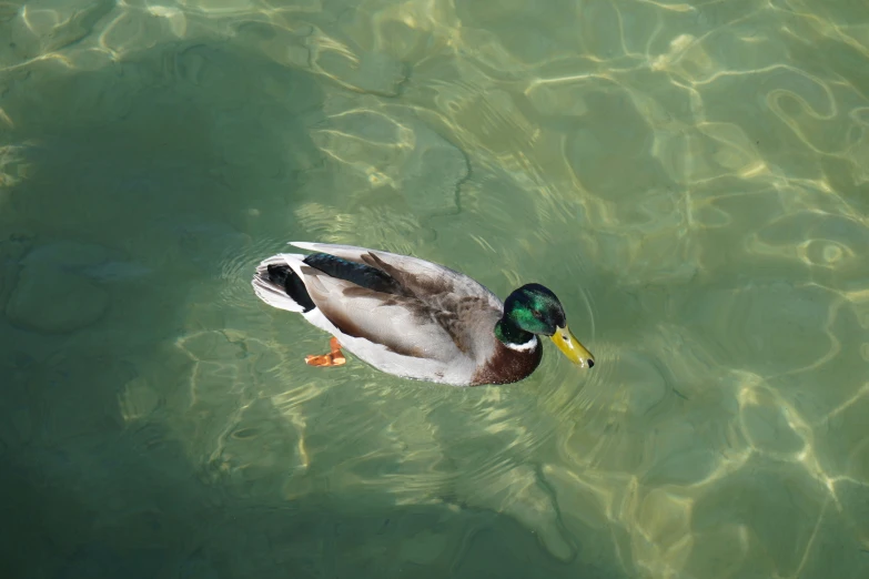 a duck with a bright yellow beak swims in the water