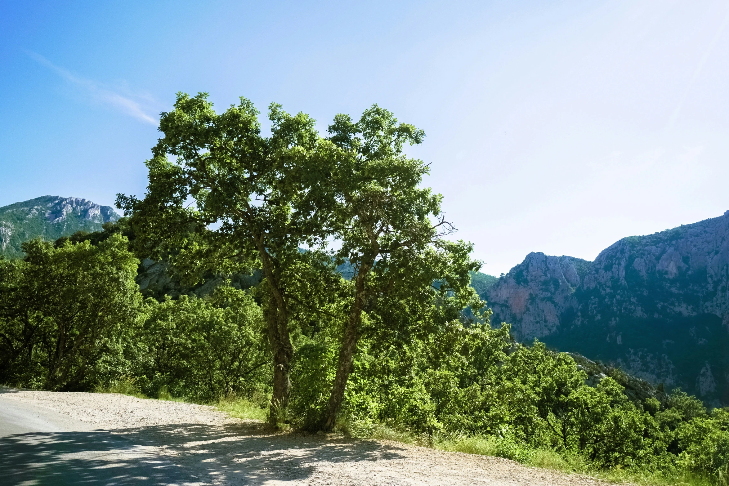 a road surrounded by trees on a hillside