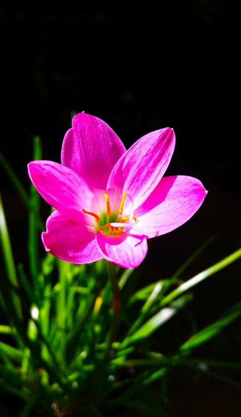 a pink flower growing out of the middle of a field