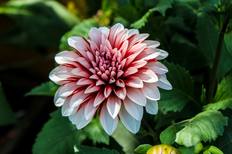 closeup of the inside of a pink and white flower