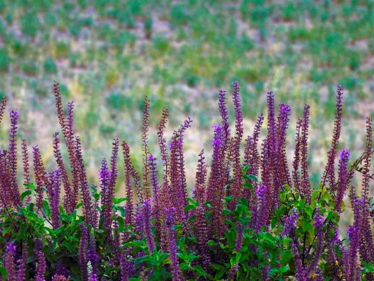 a bird perched on top of a plant next to some tall purple flowers