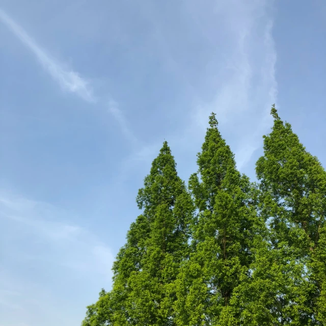 several large trees with a sky background