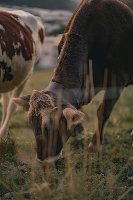 two cows in a field of grass with hills in the background