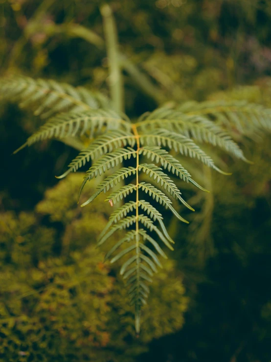 there is a closeup of a fern on the side of a hill