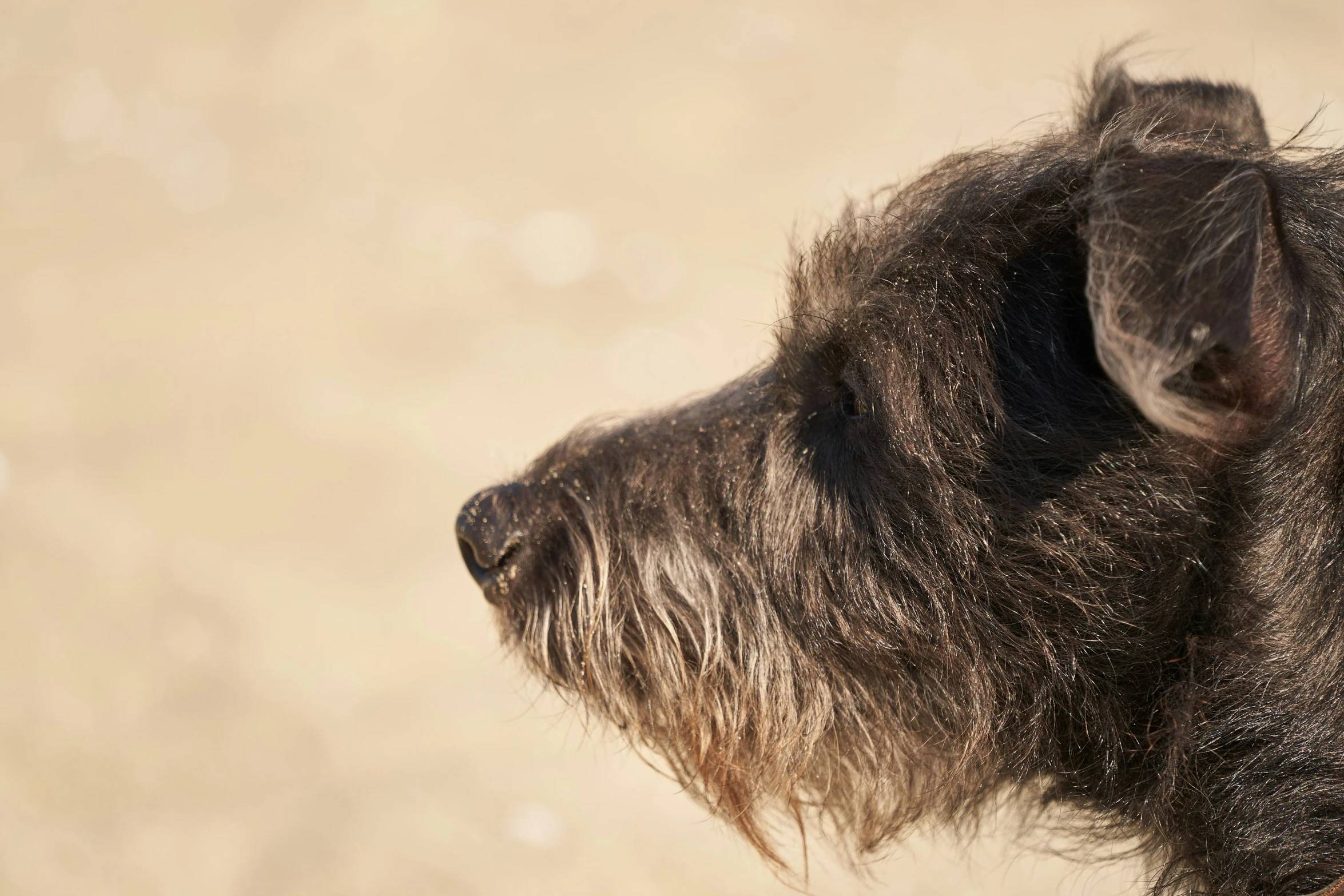 a close up po of the back end of a brown and black dog