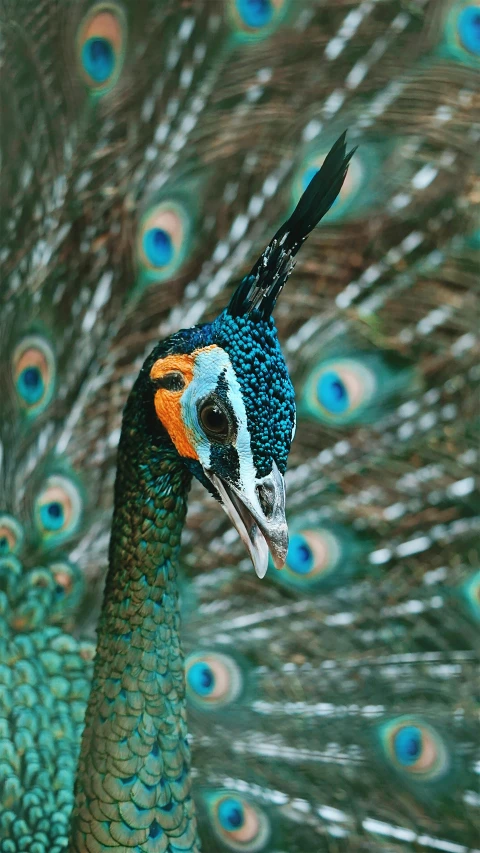 a peacock has its feathers spread out