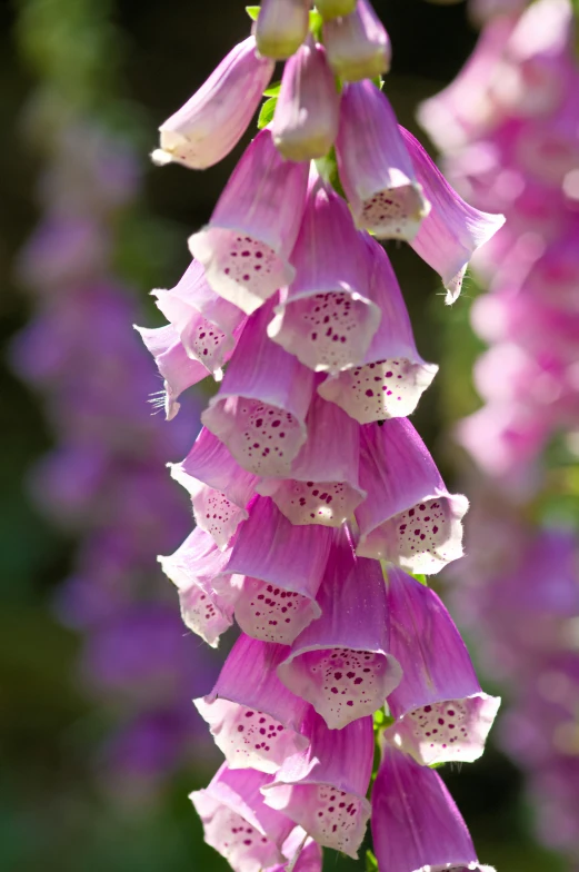 the flowers are blooming and growing in the garden