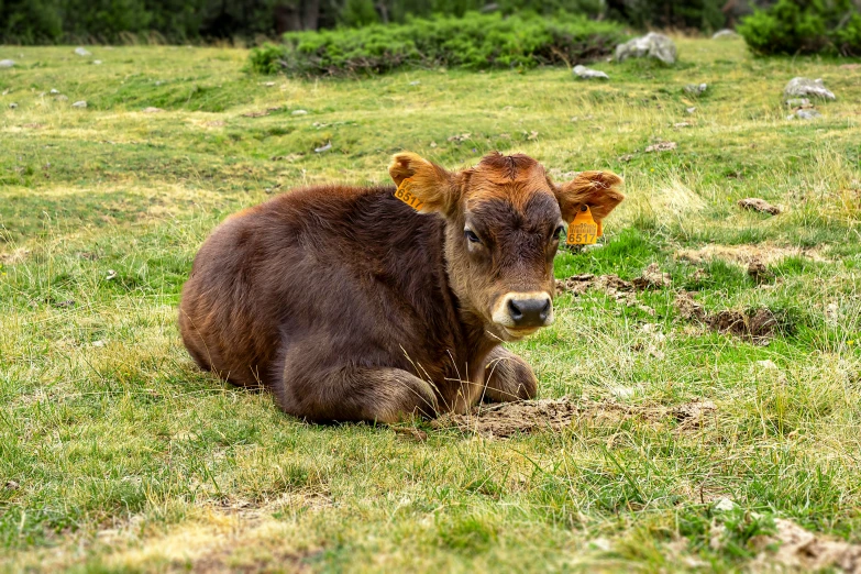 cow lying in the middle of a field