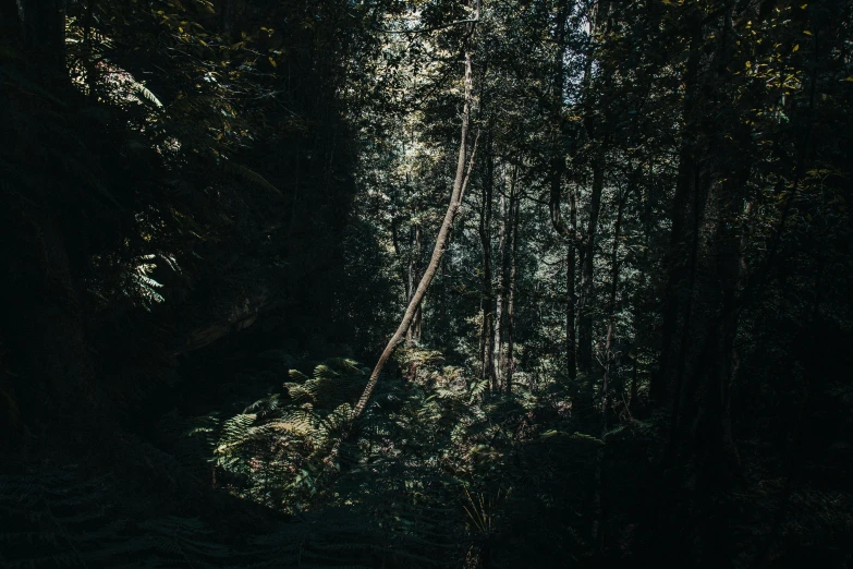 a person standing alone in the woods on a trail