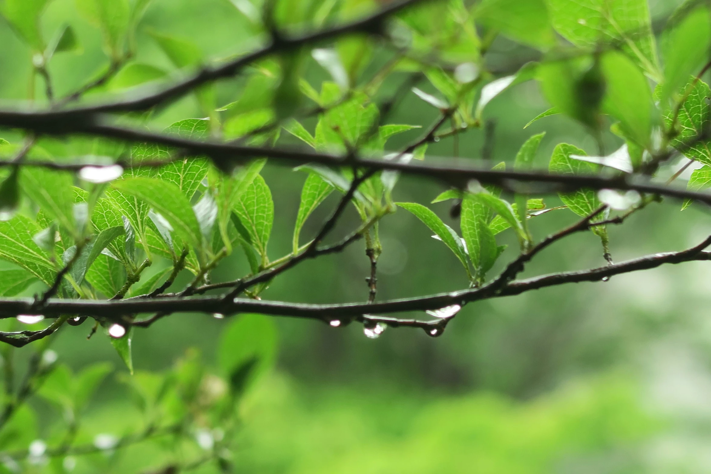 green leaves with dewdrops on them