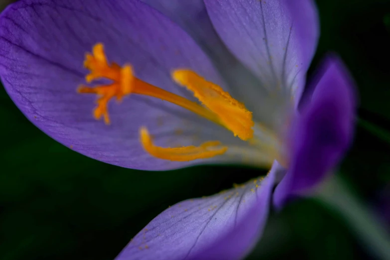 a purple flower with yellow center on it
