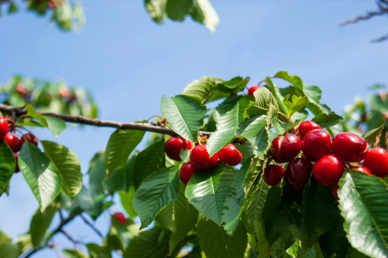 an apple tree with lots of ripe apples