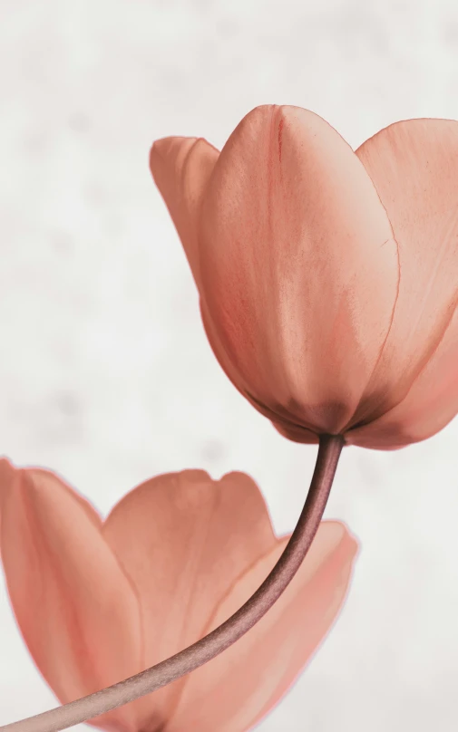 the pink flower is blooming out of the stem