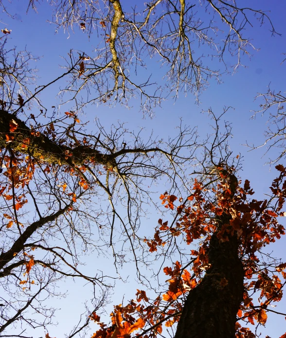 leaves are falling off the tree nch during the day