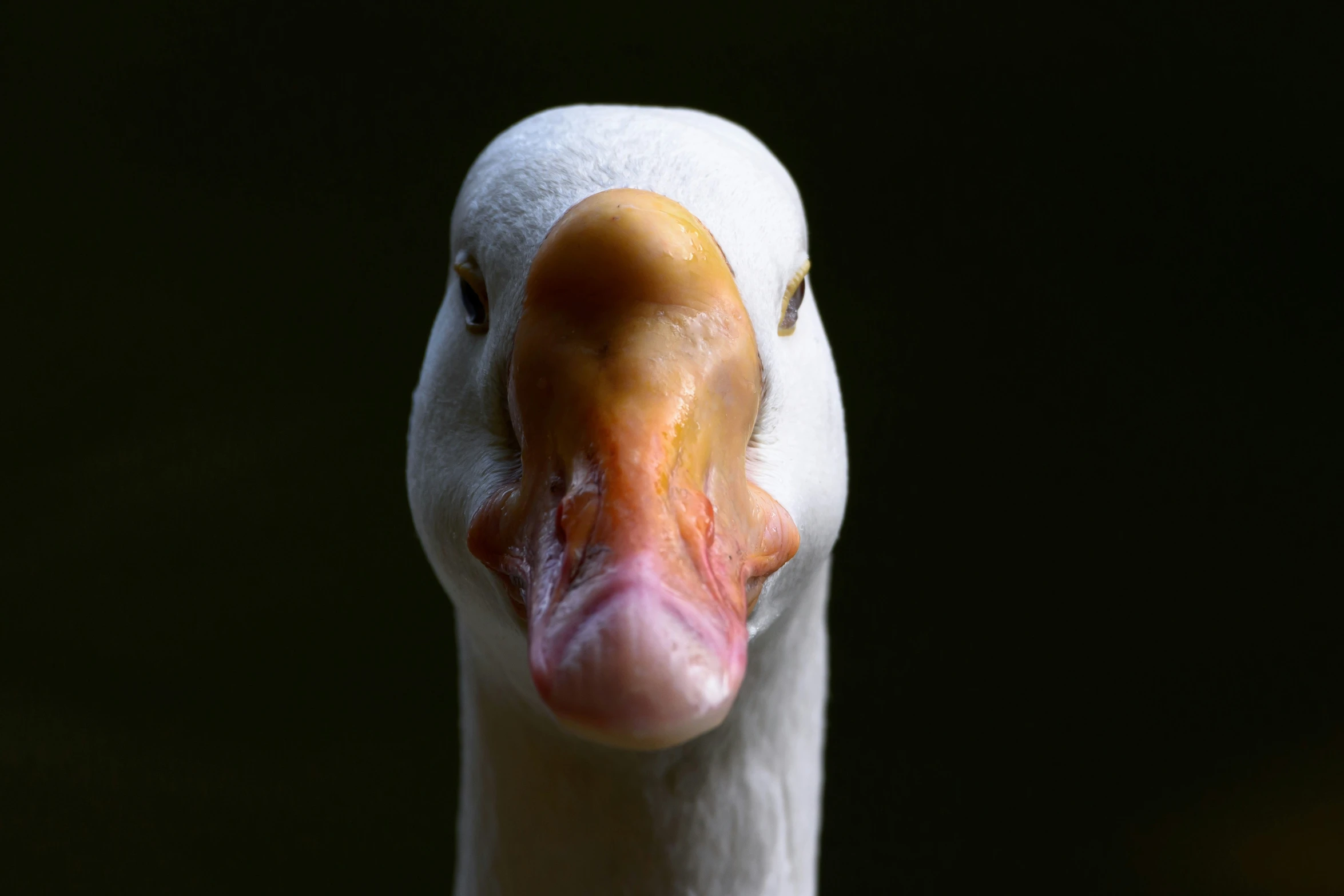 a close up of a swan with an orange beak