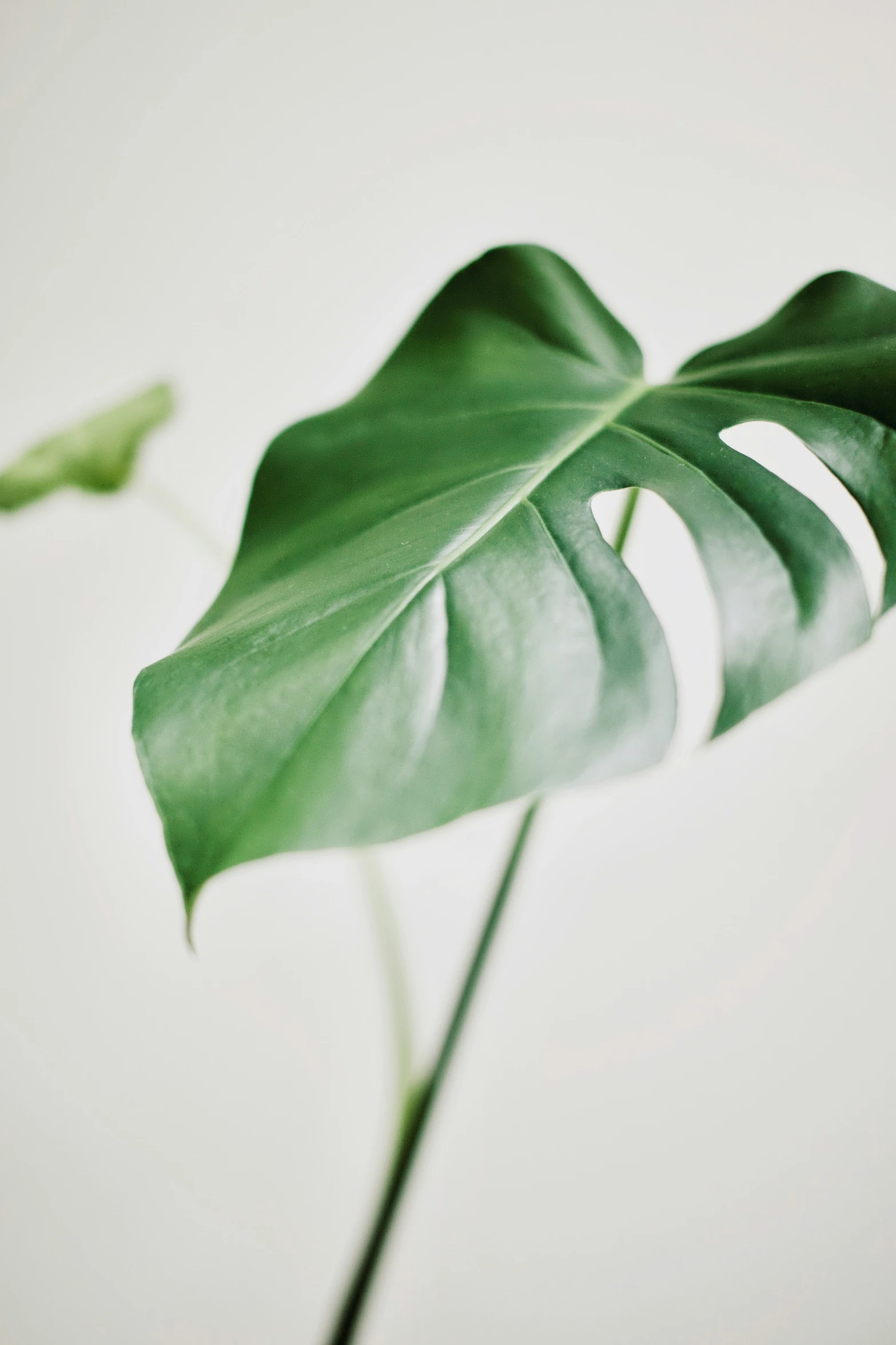 a green leaf sitting on top of a table