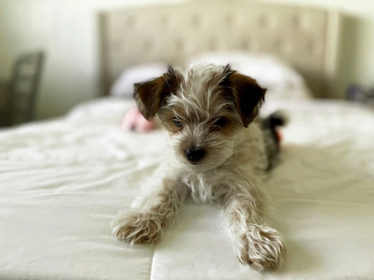 a dog sitting on the edge of a bed