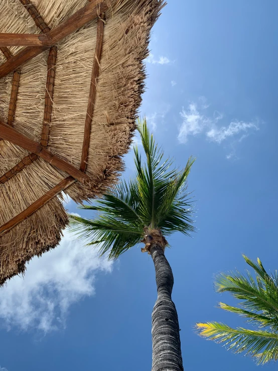 an umbrella with palm trees on a sunny day