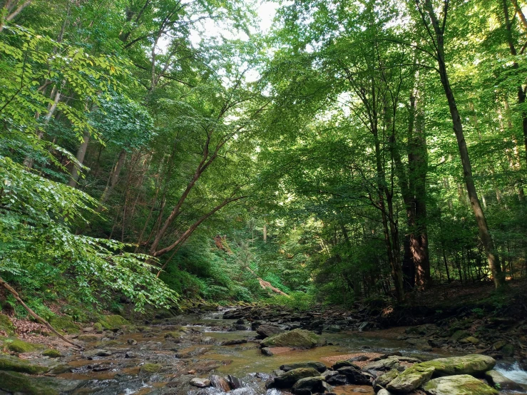 a creek is surrounded by green leaves