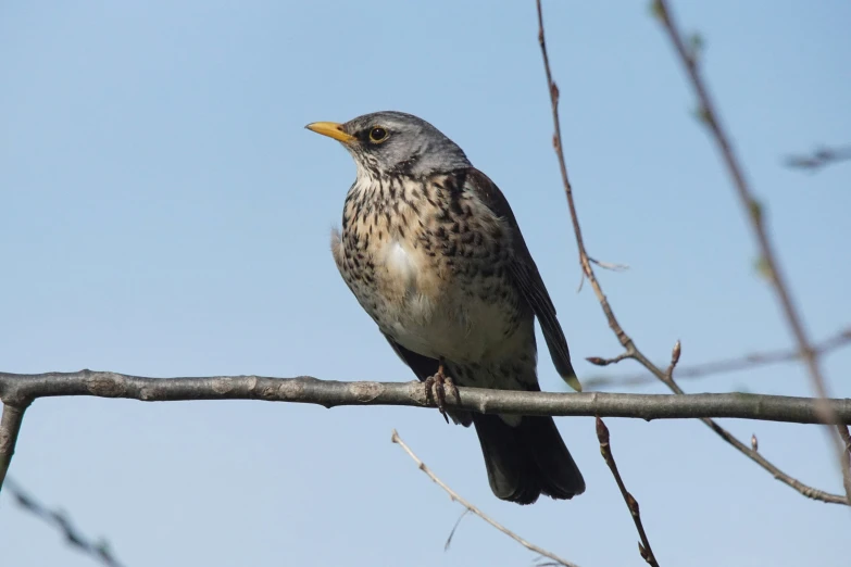 the bird is perched in the tree nch