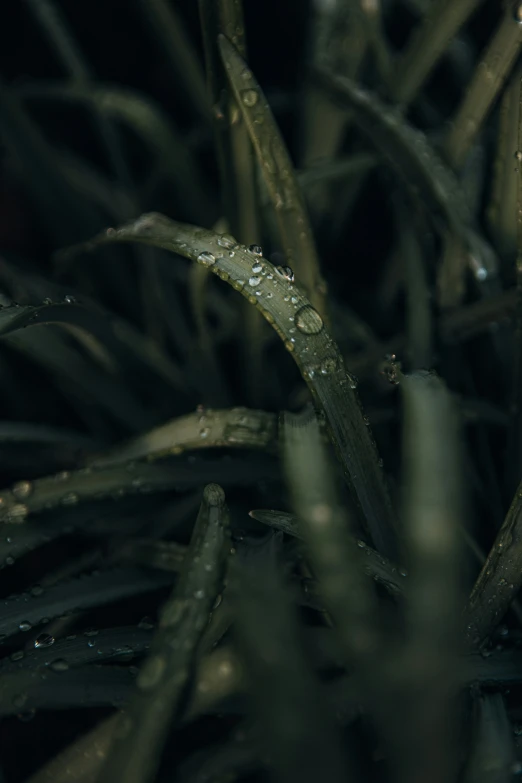 close up s of wet nches with leaves