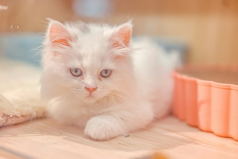 a white cat is lying on the ground