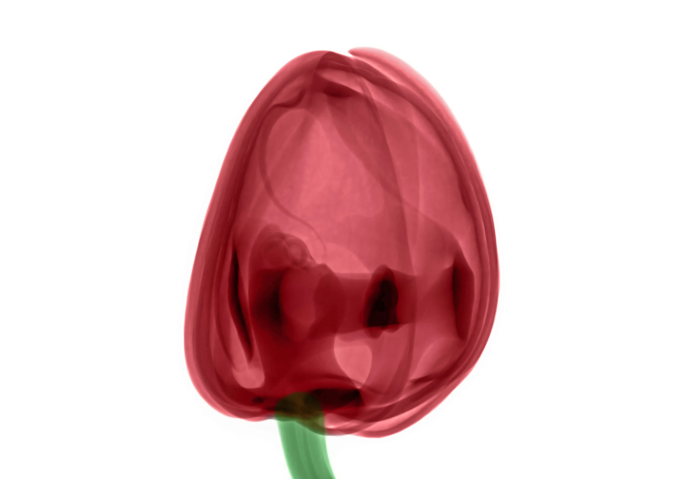 a closeup of a red colored tulip on a white background