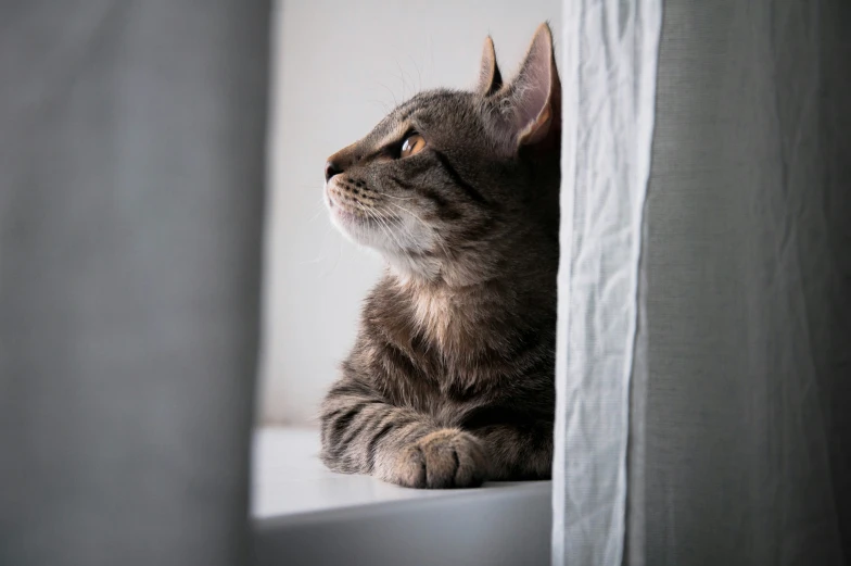 a gray cat sitting next to a curtain