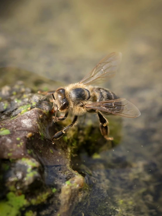 a close up of a bee on some moss