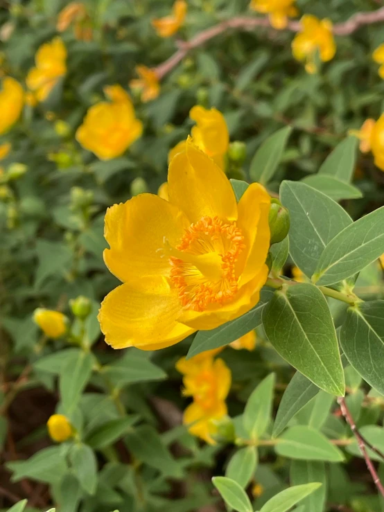 some very pretty flowers in a field