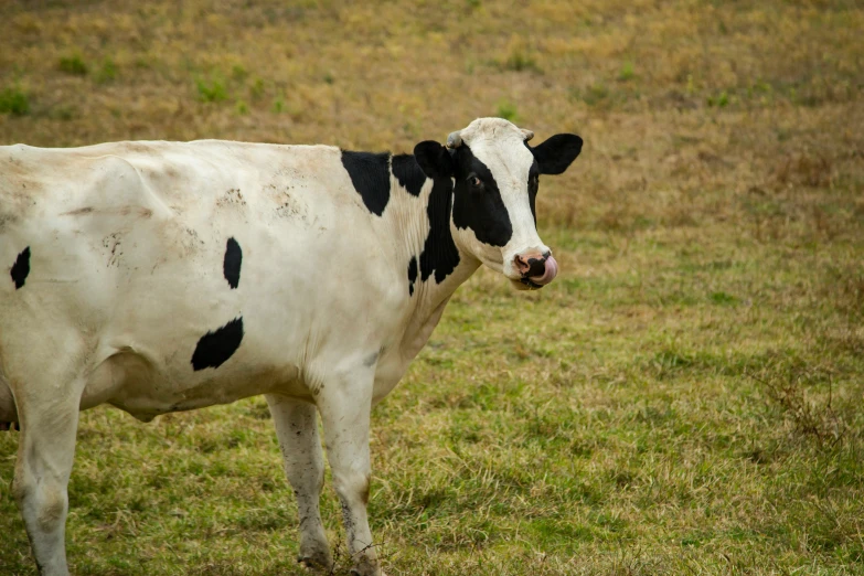a cow standing in the middle of a field