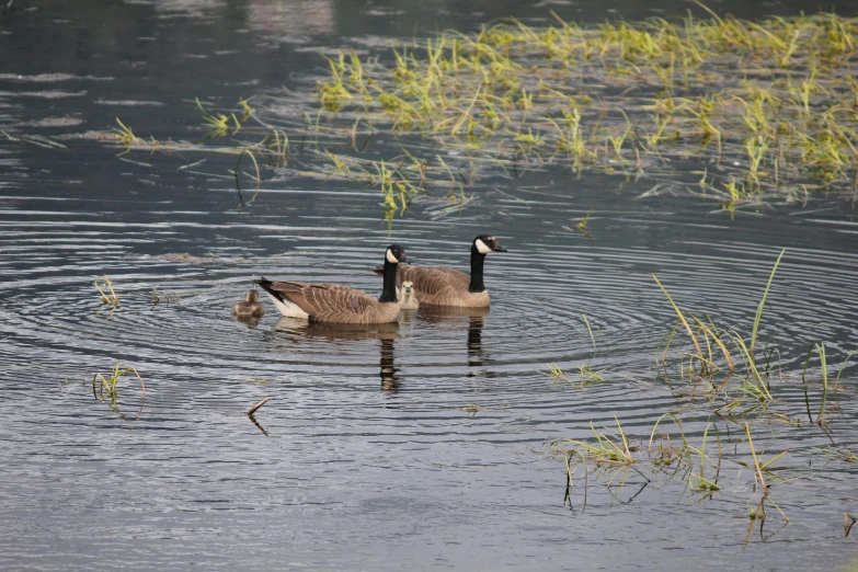 a duck in the water with a pair of geese swimming in front