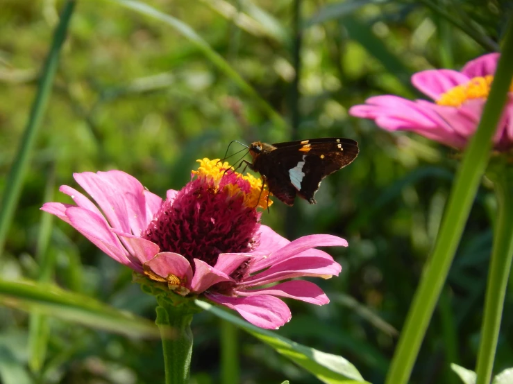 a erfly sits on the flower, its wing is folded