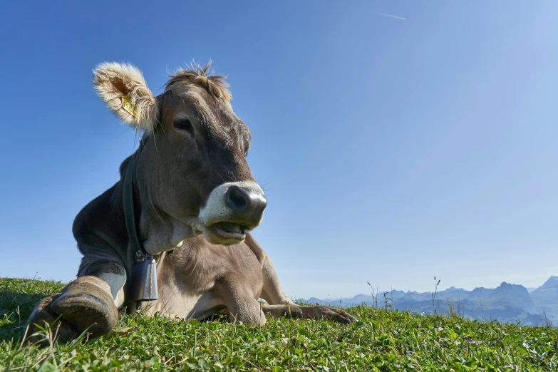 a cow that is laying down in the grass