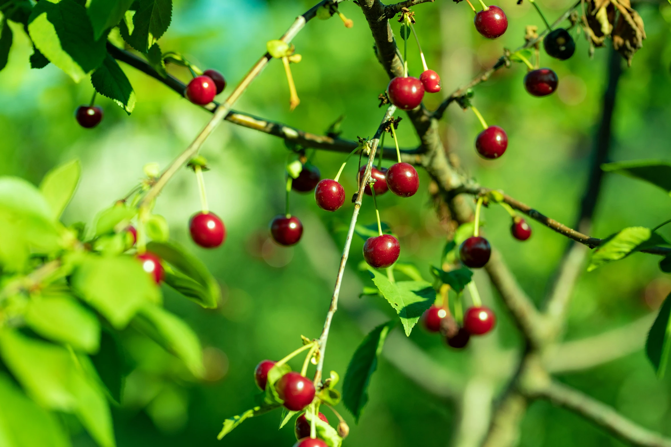 the small berries are ripe and ready to be picked