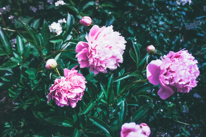 pink peonies are blooming in a garden