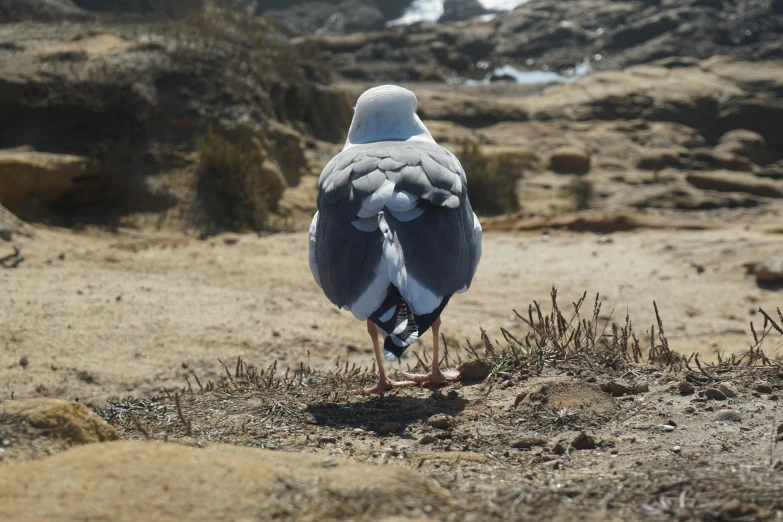 a small bird standing on the dirt on a sunny day