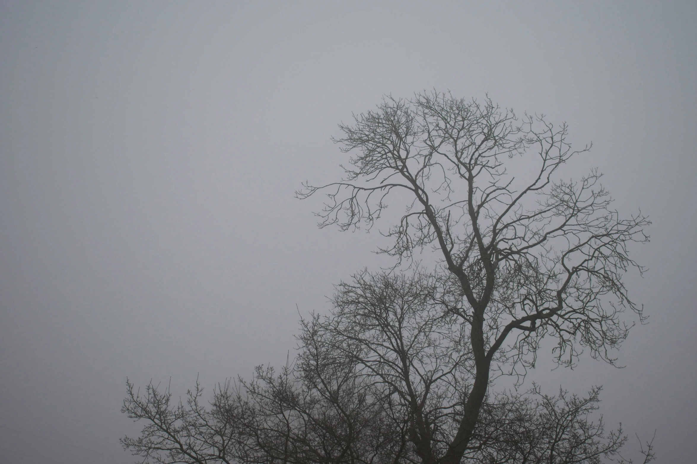 a very bare tree with lots of leaves in a foggy day