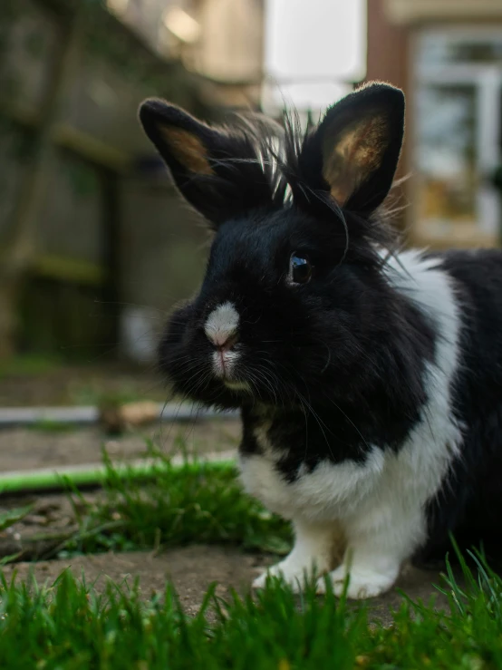 a black and white rabbit sitting on top of grass