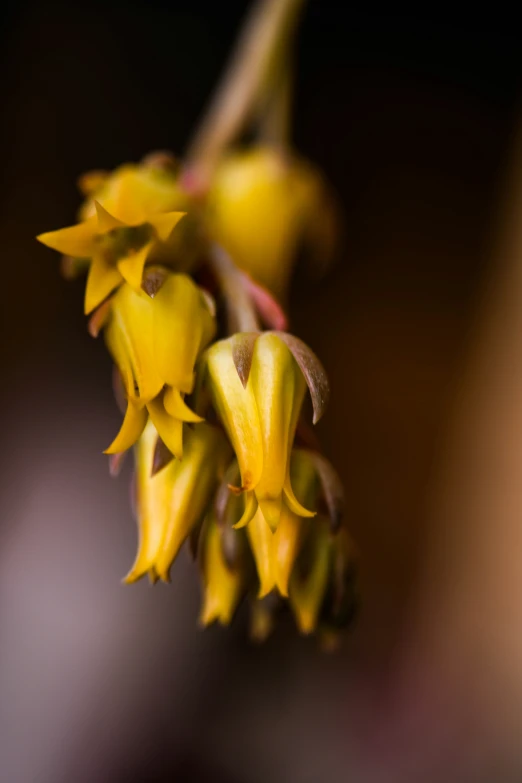 the yellow flowers on a stem are blooming