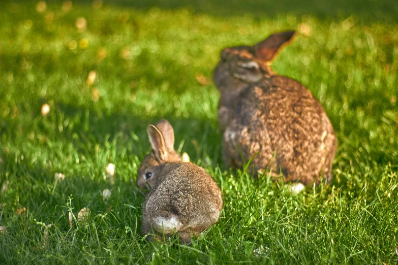 two rabbits in the grass, one on the other side
