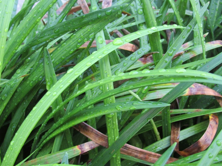 closeup of wet grass leaves with dew drops on them