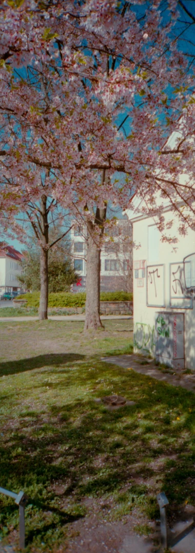 there is a tree with flowers in the foreground