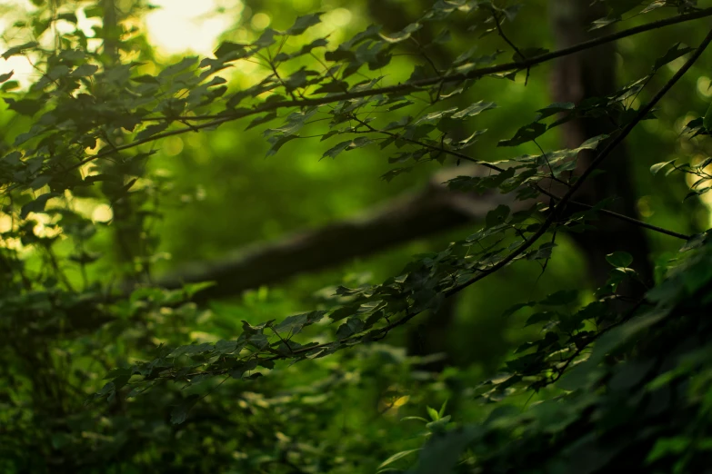 a green forest with trees and sunlight filtering through