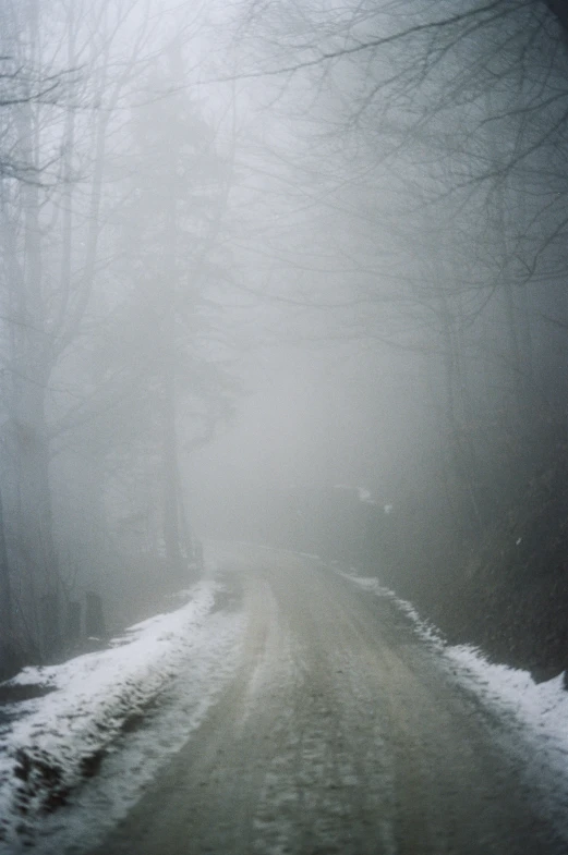 the camera shows trees and road in a foggy day