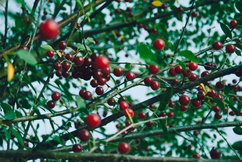 red berry cluster on tree nches with leaves