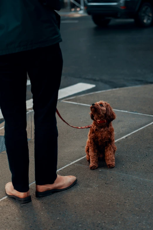 a person wearing a pair of shoes, with a brown dog on leash, standing near person in jeans