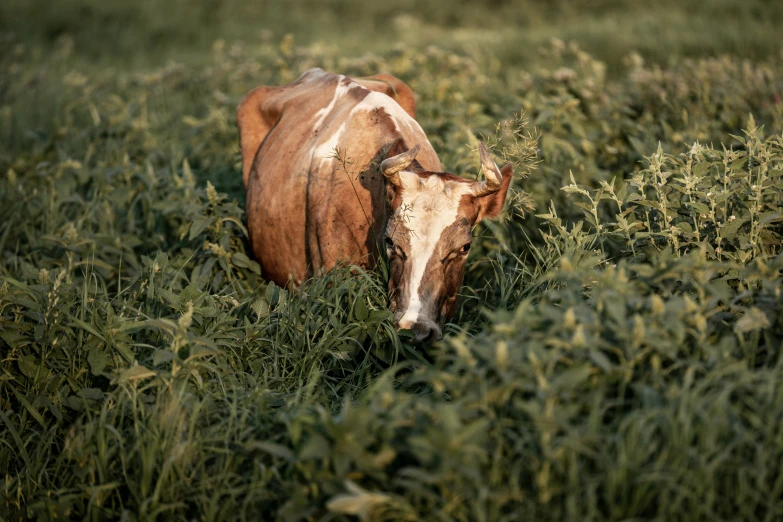 a cow walking through some green grass in a field