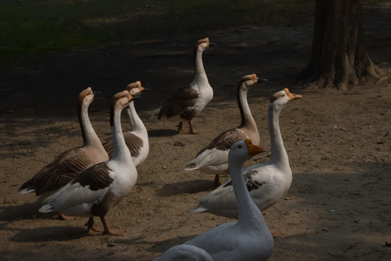 a group of birds standing in the dirt