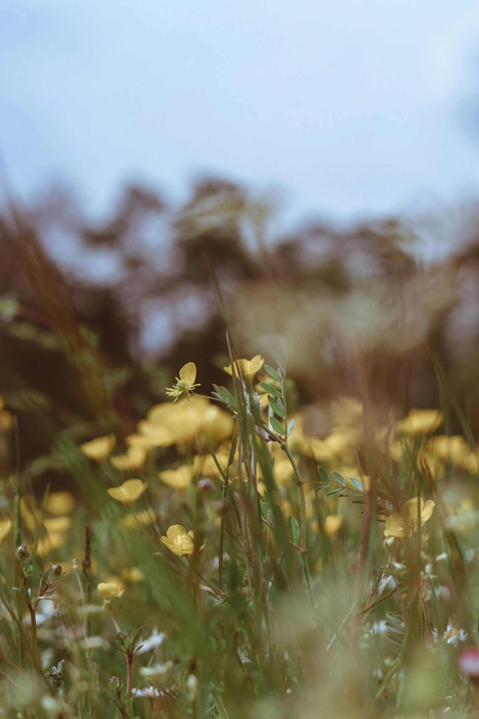 the green grass is growing in the flowery field